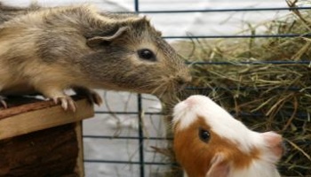 Calculate guinea pig age in human years (equivalence)