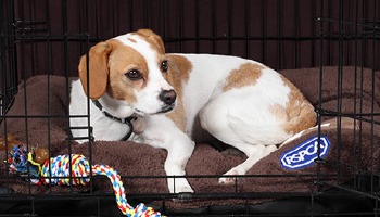 Rspca dog beds sale