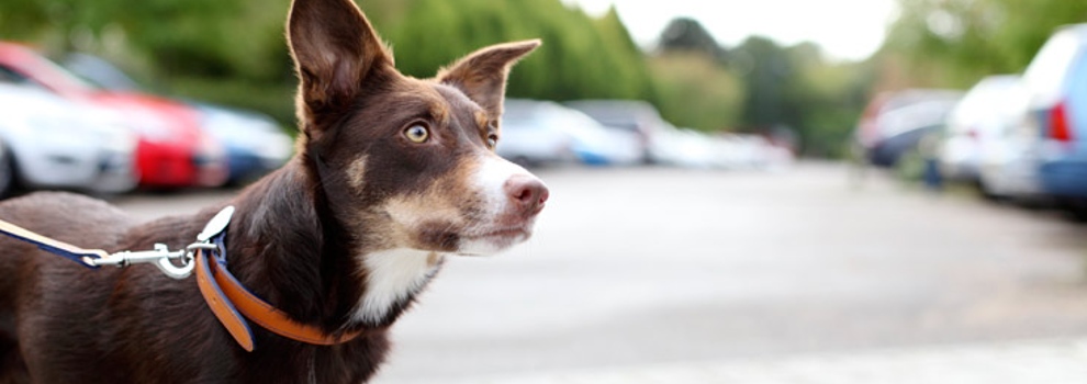 can a dog look up