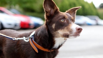 Rspca crate clearance training