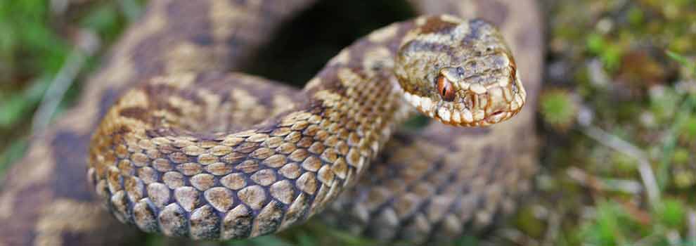 poisonous snakes with names