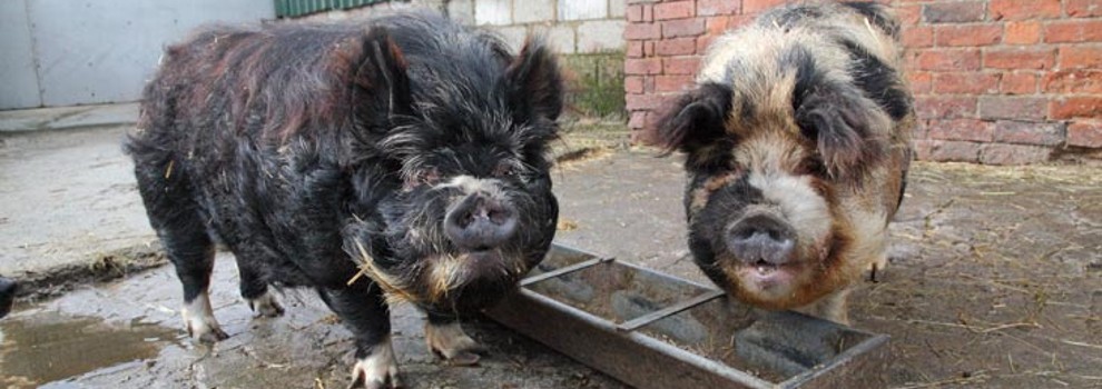 do mini pigs and dogs get along