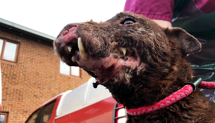 Badger deals hunting dog