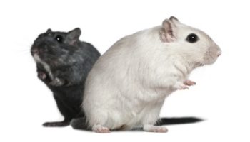 What Are The Differences Between A Gerbil And A Hamster?