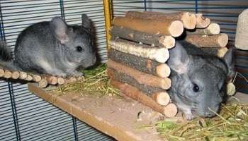 do chinchillas lose their hair when scared