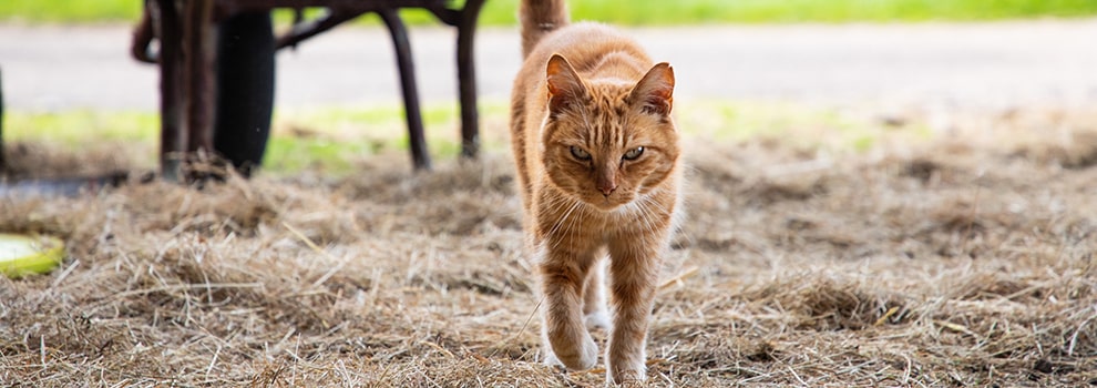 Barn cat store adoption near me