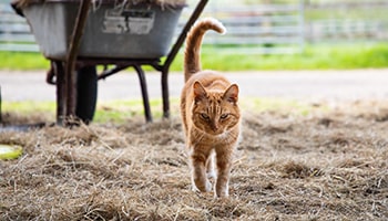 Outdoor cats for hot sale sale near me