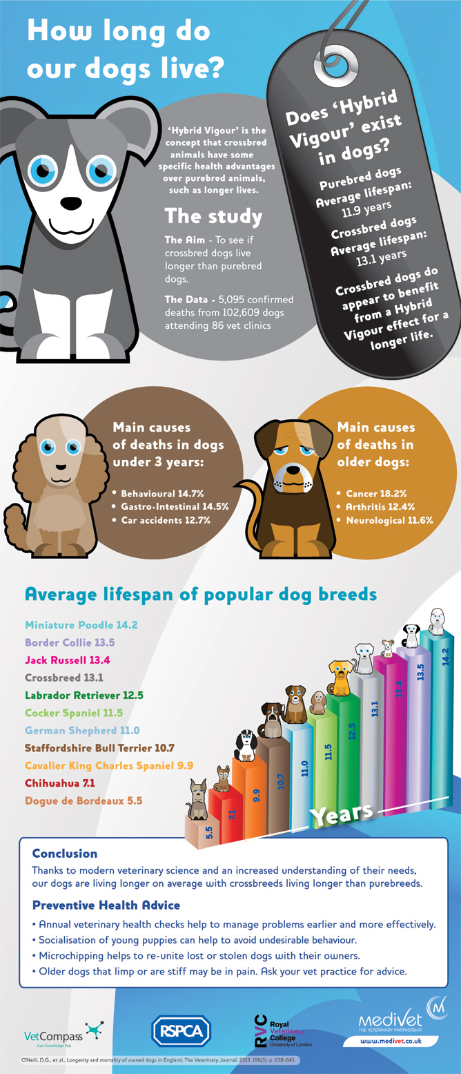 Average lifespan of a 2024 small mixed breed dog