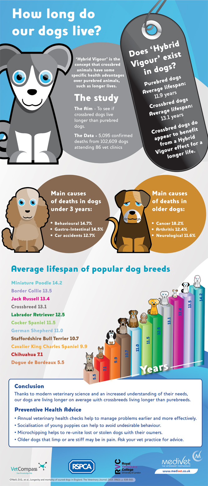 what is the longest living dog breed