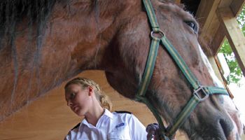 RSPCA Inspector with single adult horse