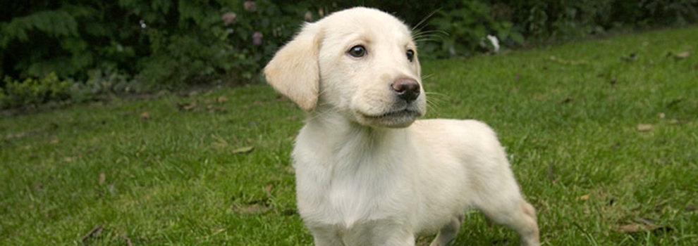 Labrador retriever store dogs for adoption