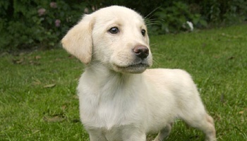 Pedigree for shop labrador puppy