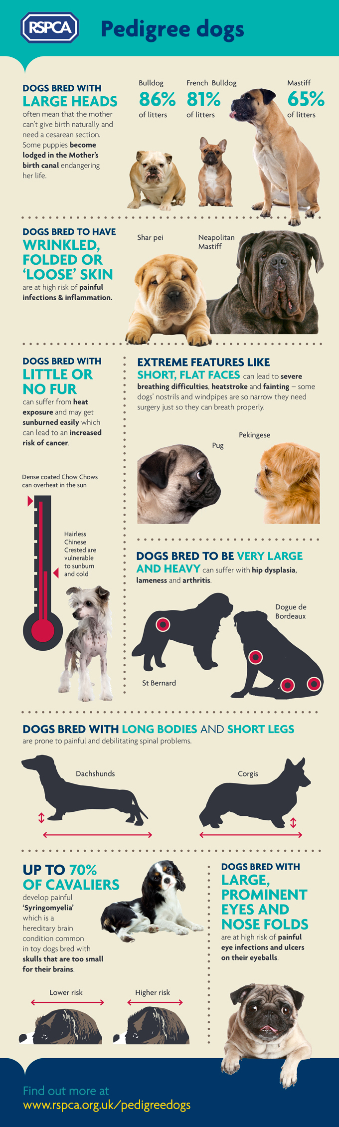 Pedigree 2024 dog breed