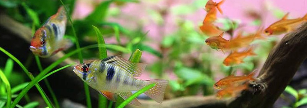 Best place to buy best sale aquarium fish