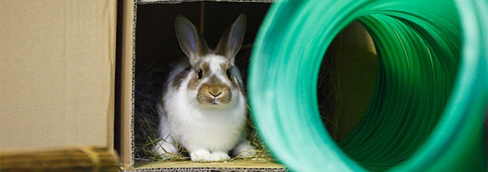 Large rabbit hide clearance house