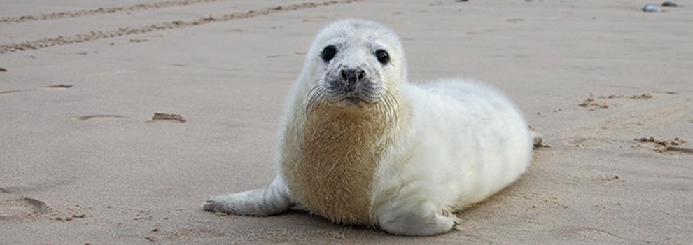 are seals friendly like dogs