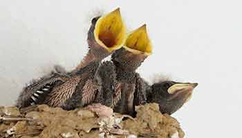 How to Save Baby Birds, Action