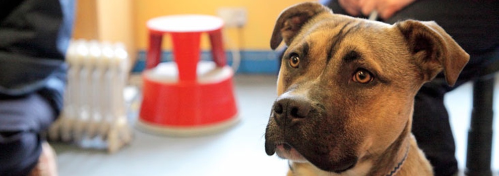 how-much-does-it-cost-to-surrender-a-dog-to-rspca