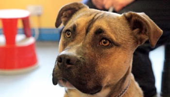 Rspca store dogs home