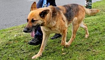 Puppy pulls hot sale on lead