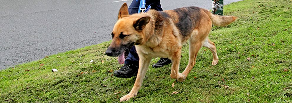 Training a dog to store stop pulling on the lead