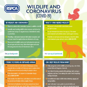 Learn more about our work to protect wildlife | RSPCA