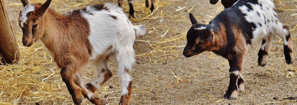 A picture of goats running in an outdoor pen