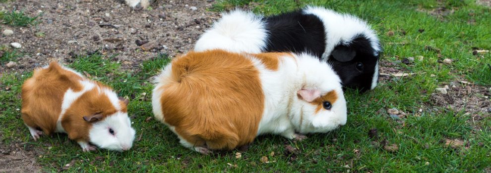 Can guinea pigs be store in the same cage