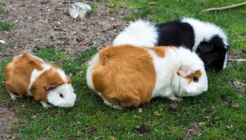 Two male guinea store pigs