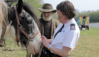 Rspca animal best sale rescue near me