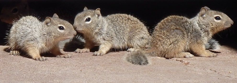 Baby Squirrels Rspca