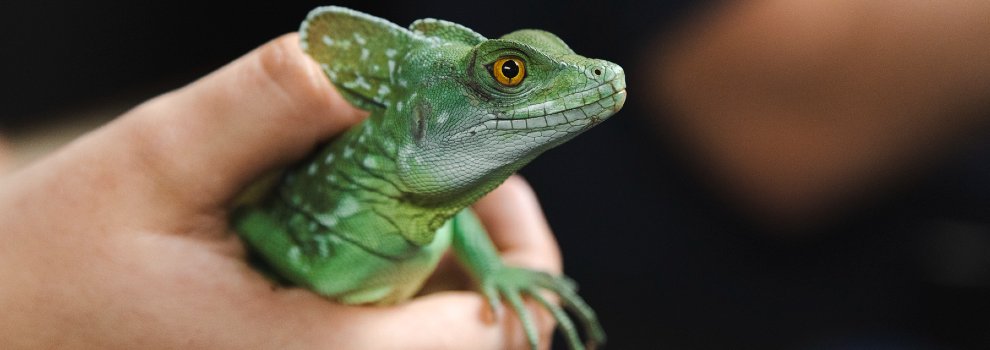 Behavior of hot sale exotic pets