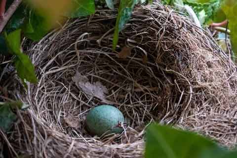 Bird nest clearance