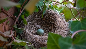 7 Ways To Adapt Your Garden For Nesting Birds Season