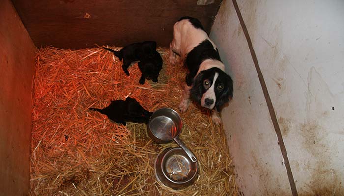 Puppy store farm dogs