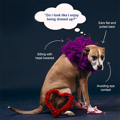 Is It OK to Dress up Your Dog?