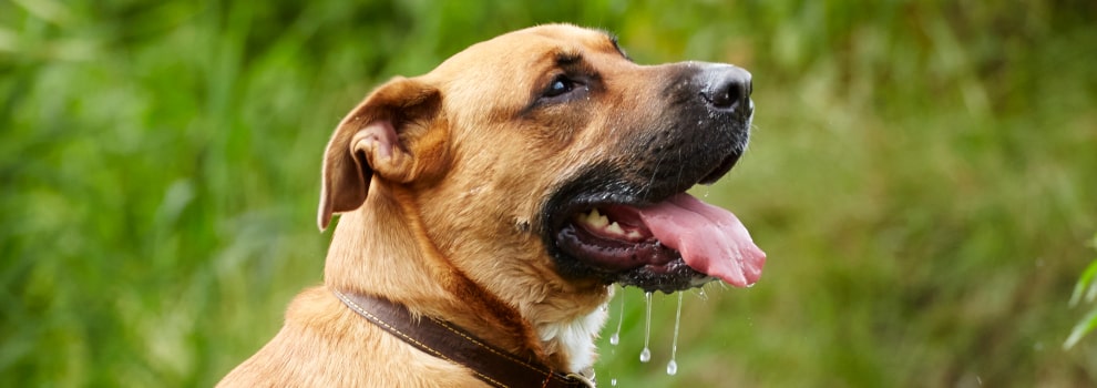 can cat litter make dogs drool