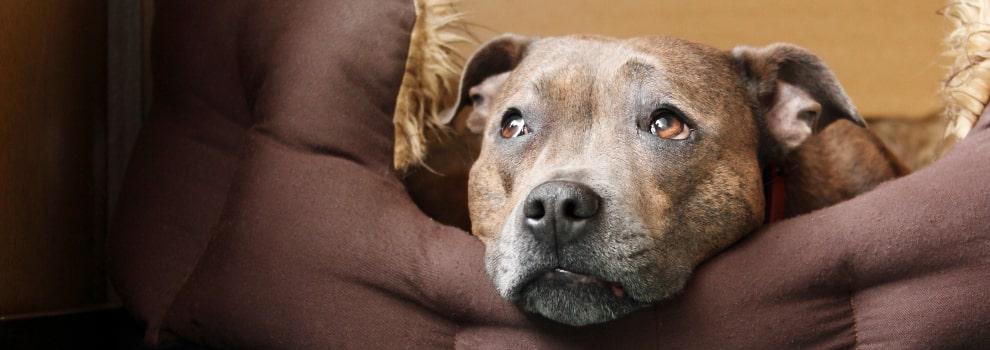 brown dog with brown eyes laying in dog bed