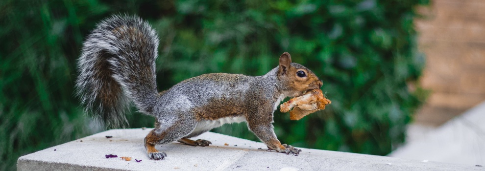 do squirrels eat dog food