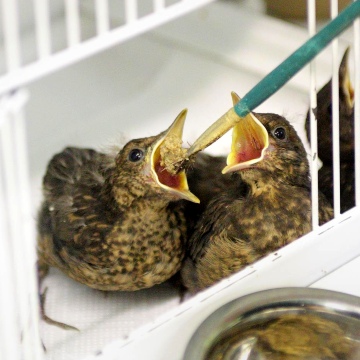 What should you do if you find a baby bird out of its nest?