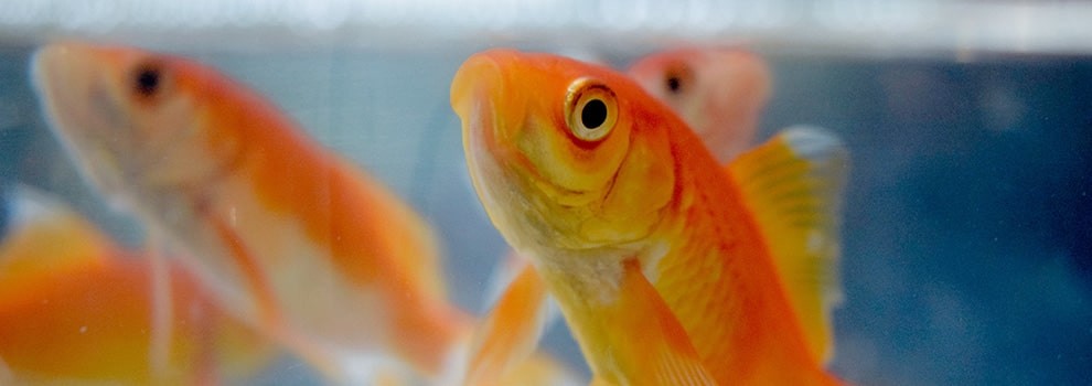 Food for hotsell goldfish in aquarium