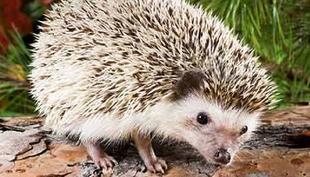 albino baby hedgehog