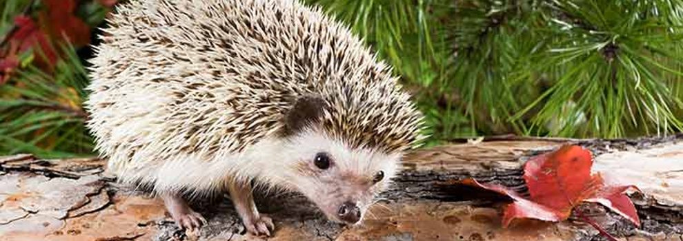 wild african pygmy hedgehog