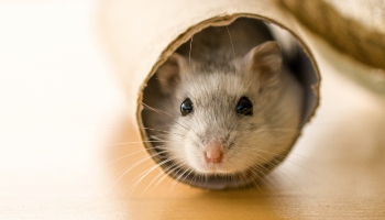 Life Cycle of Hamsters