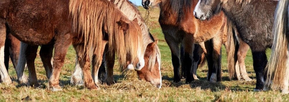 Pets at 2024 home horse feed