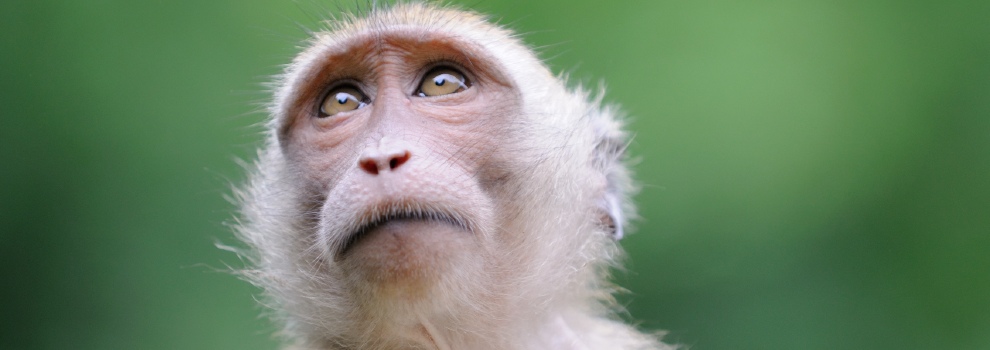 Macaque Monkeys Can Evaluate Memories Like Humans: Study