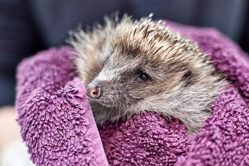 Found An Injured Hedgehog | RSPCA - RSPCA - rspca.org.uk