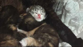 A Shelter Cat Gives A Person The Biggest Hug Love Meow Cat Shelter Cats Cat Hug