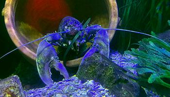 Close-up of a captive lobster.