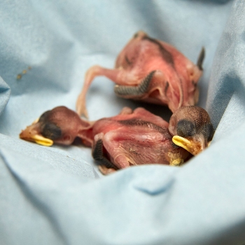 Found a baby bird out of a nest | Wildlife | RSPCA